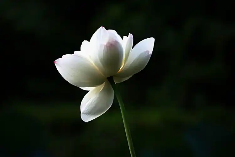 夏天来了如何拍出意境不俗的荷花这七招你需要掌握