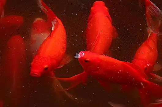 鲤鱼图片_鲤鱼图片大全_鲤鱼图片下载