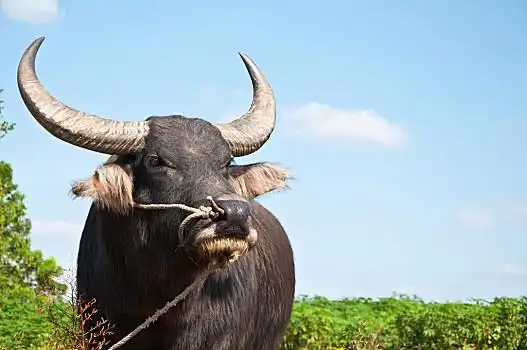 亚洲,水牛,泰国