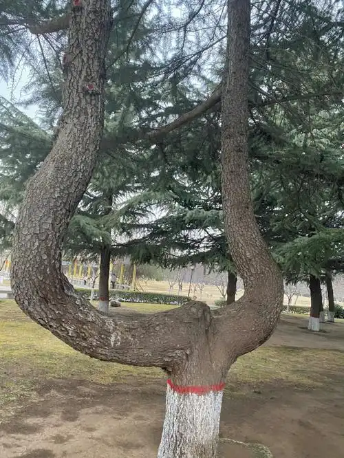 公园里奇奇怪怪的树