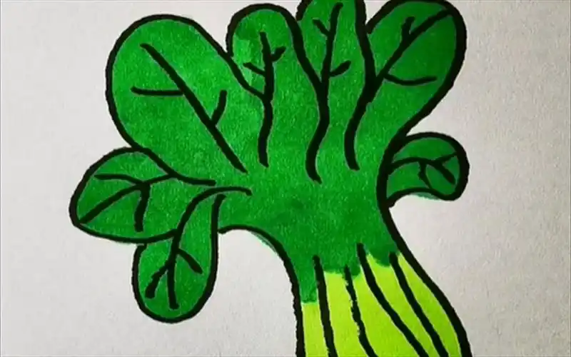 【简笔画】菠菜简笔画,小朋友们一起来画吧