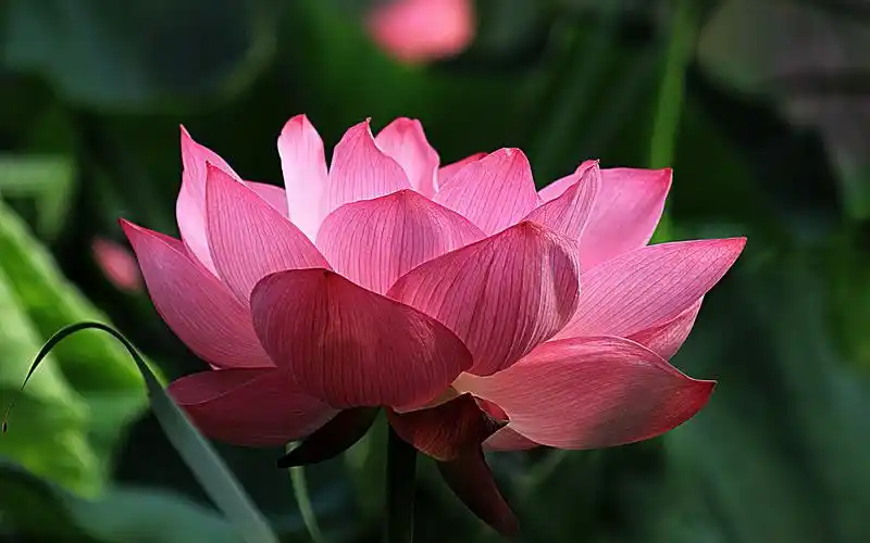 出淤泥而不染的荷花图片花的特写荷花莲花