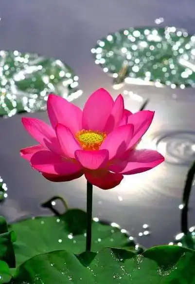 此生当如莲,出淤泥而不染,闻朝露醒来,倚清风而眠.