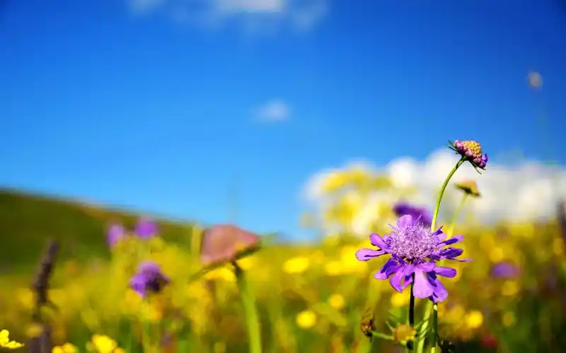 坝上草原如诗美丽风景壁纸图片分享