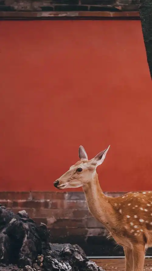 梅花鹿 🦌