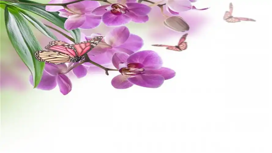 属马人2021年生肖马有3大喜来临速度看看哪些喜