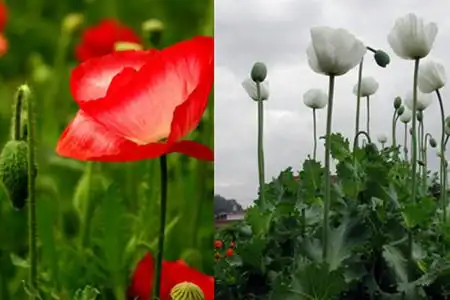 【图】虞美人和罂粟花的区别 美丽传说的背后的辛酸泪