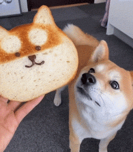 主人拿一个面包柴犬以为是给它吃的最后有点失落