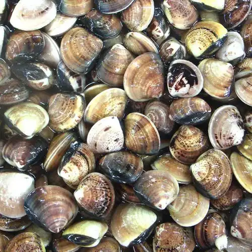 青蛾_福州永德鑫餐饮管理有限公司