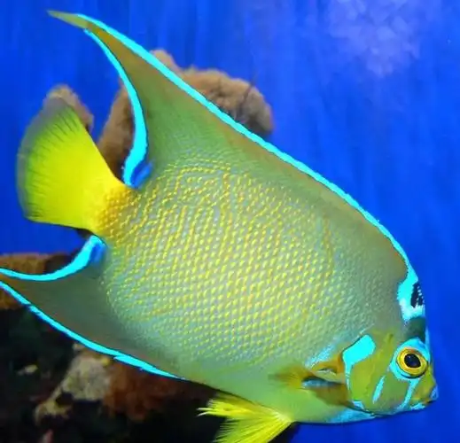 海洋中最美的精灵,各种惊爆眼球的鱼类美图欣赏