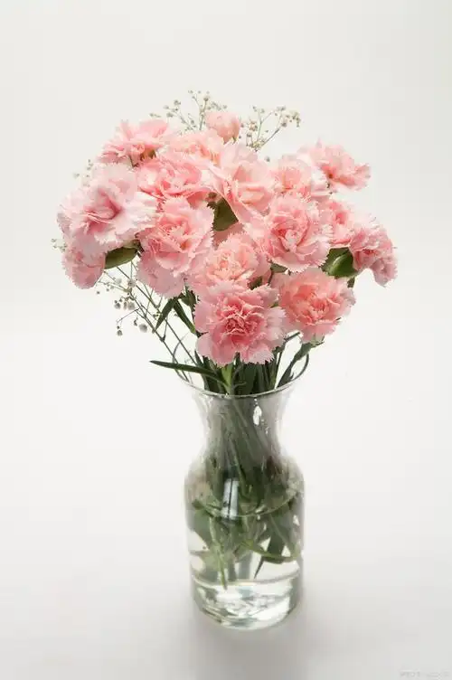 5步教你水培康乃馨