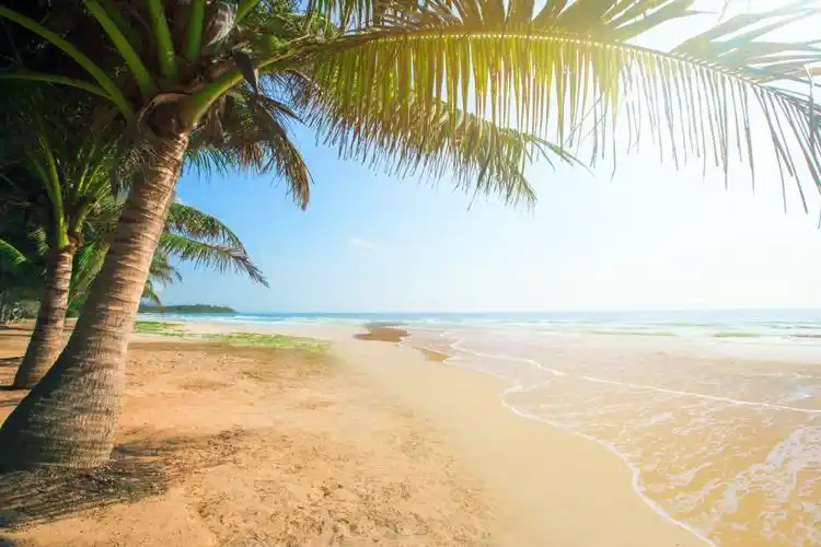 夏天海滩海岛棕榈树热带大自然4k风景图片