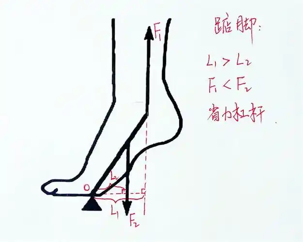 踮脚动作明明很费力为什么是省力杠杆中考物理必考知识点归纳