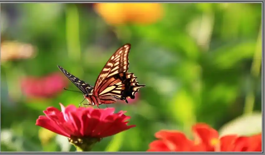 在春暖花开的日子里,蝴蝶飞来了!