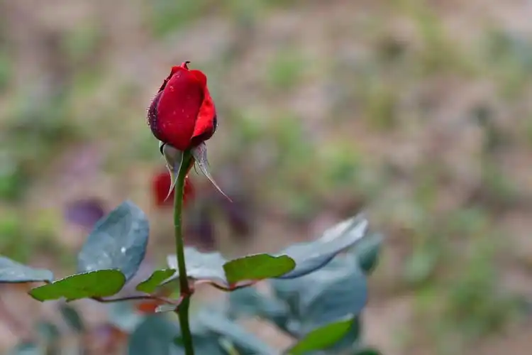 一朵朵含苞欲放的玫瑰花如同娇羞抚媚的少女,笑脸含春,喜迎游人!