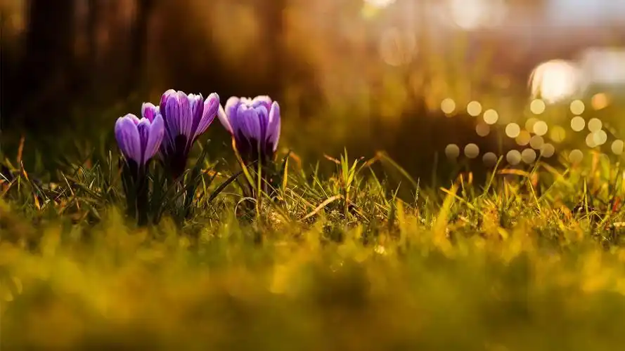 番红花清新自然高清桌面壁纸,风景壁纸,,壁纸,1920x1080