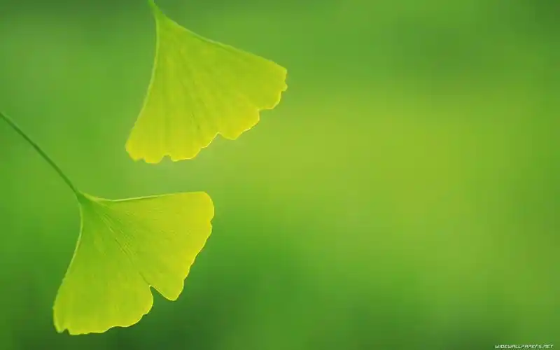 绿色的电脑壁纸比其他颜色的更加保护眼睛吗