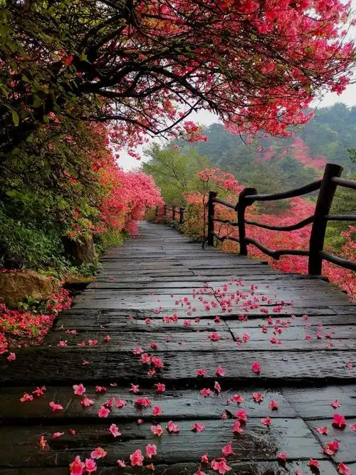 藏不住了湖北这片宝藏花海太震撼人间仙境不过如此了吧