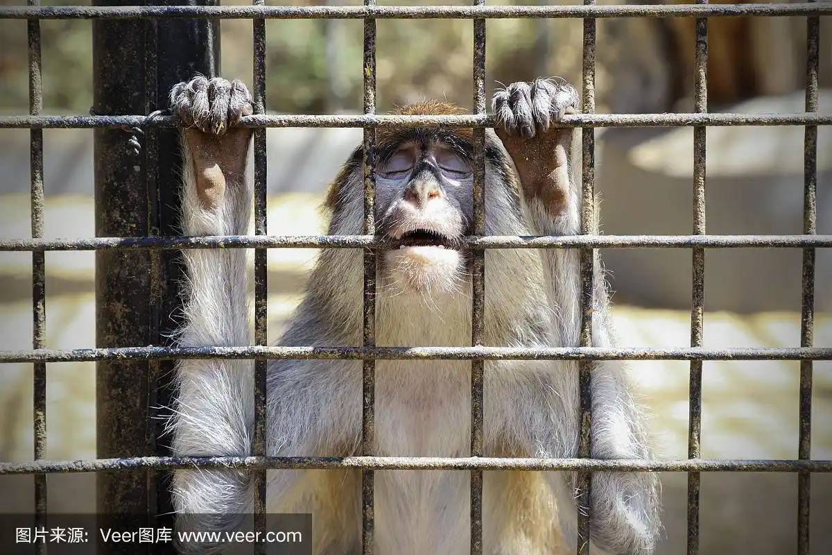 动物园里一只笼子里的猴子.