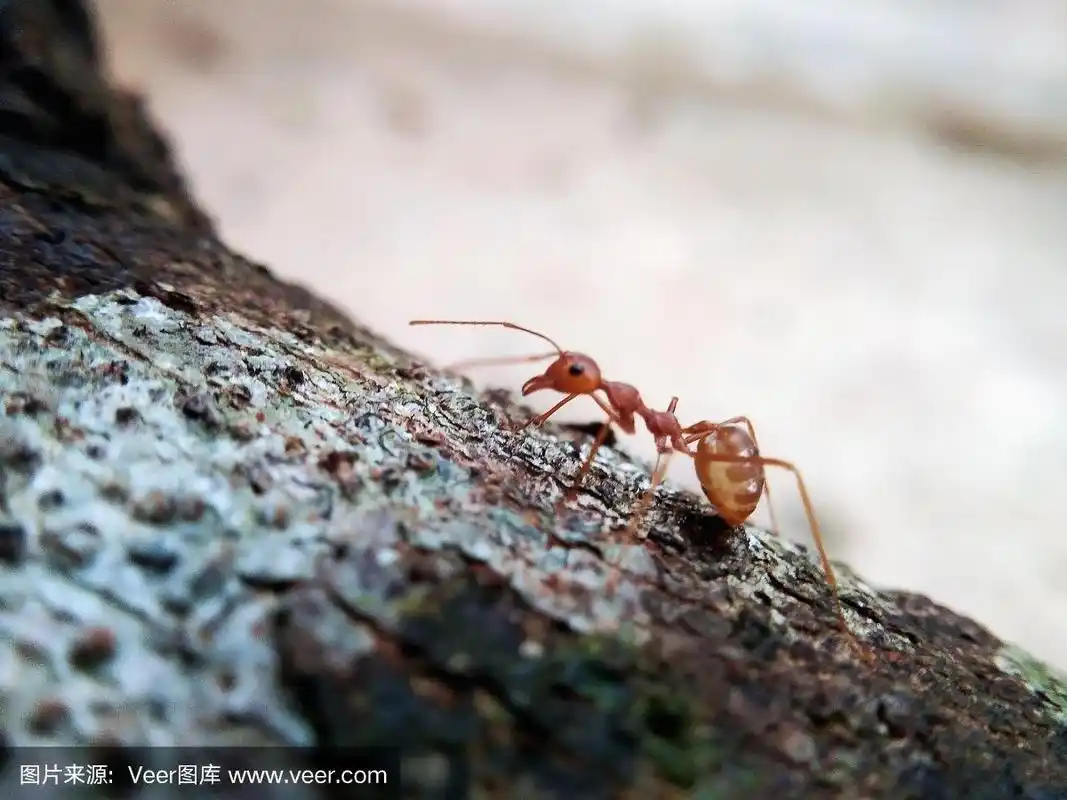 特写红色蚂蚁在树上行走