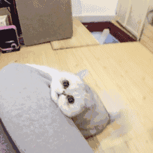 撒娇卖萌gif动图_动态图_表情包下载_soogif