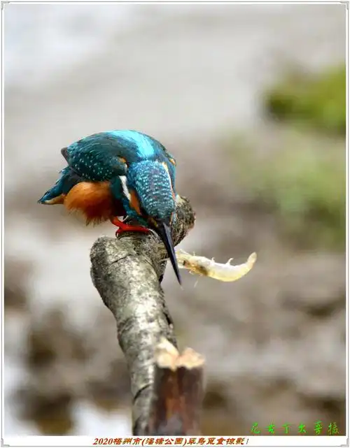 2020梧州市(潘塘公园)翠鸟觅食掠影!