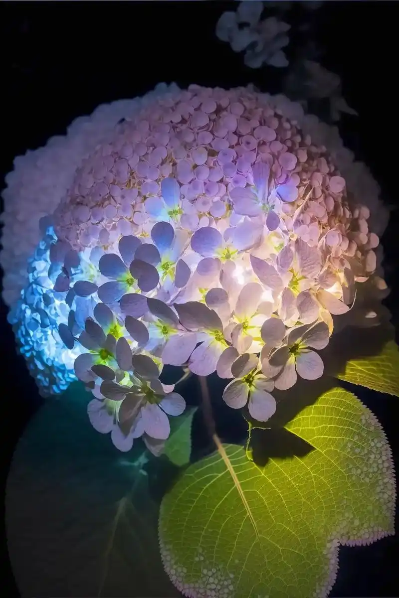 "夜晚的绣球花下 藏着无数颗星星".#ai绘画 #kk画廊  - 抖音