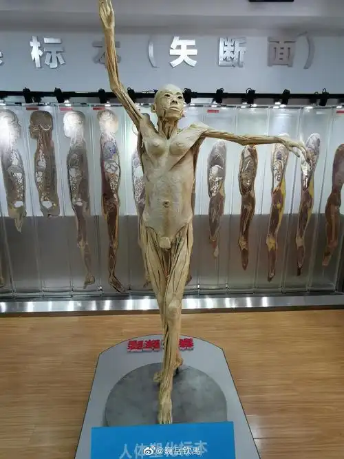 这是一条要用科学眼光看待的微博在医学院里有大量的人体标本