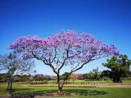 行摄澳洲昆士兰(一)浪漫蓝花楹