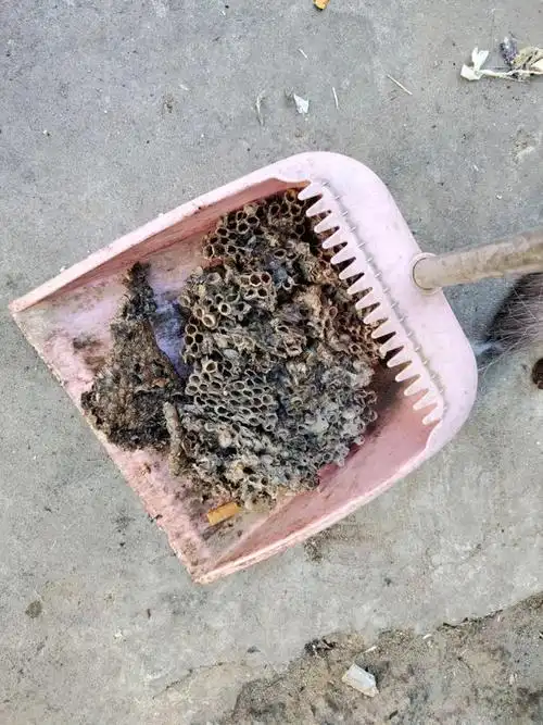 平谷居民楼外墙5楼处惊现马蜂窝 !_网易订阅