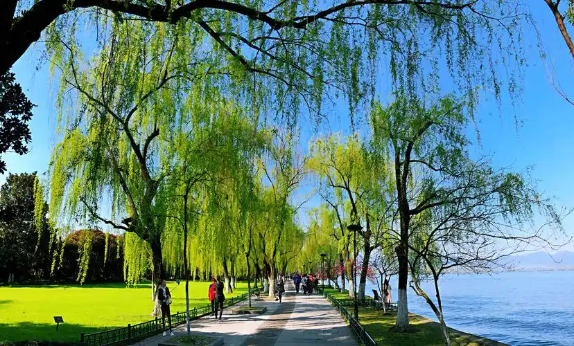 著名的柳浪闻莺景区,踏青赏花好去处.