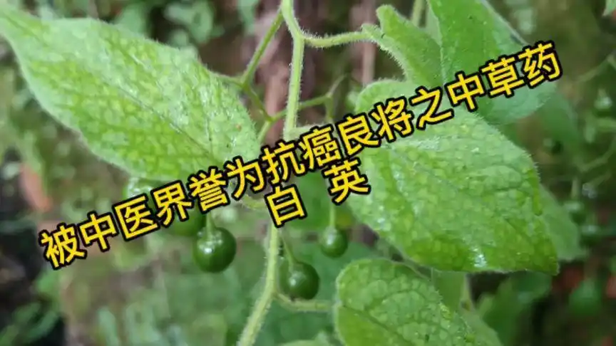 被中医界誉为抗癌良将之中草药——白英