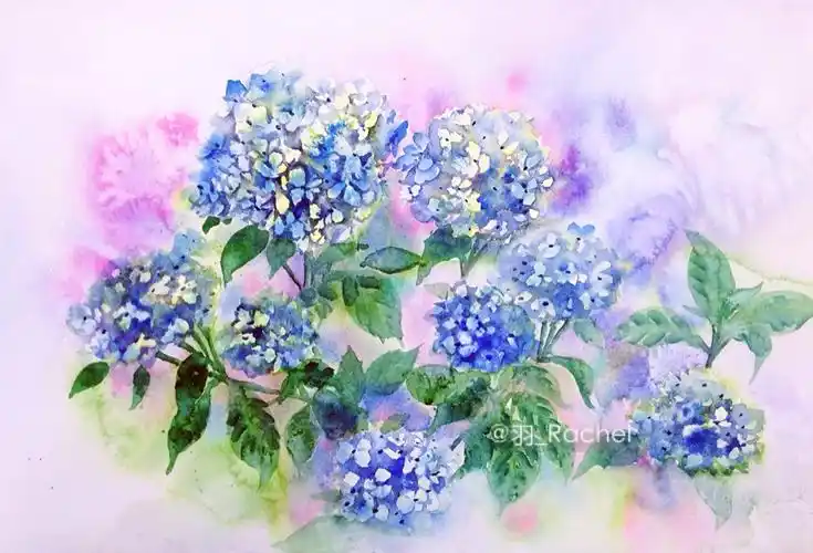 无尽夏,绣球花,水彩手绘.