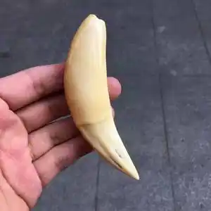 猛犸60牙雕虎60牙67玩物60