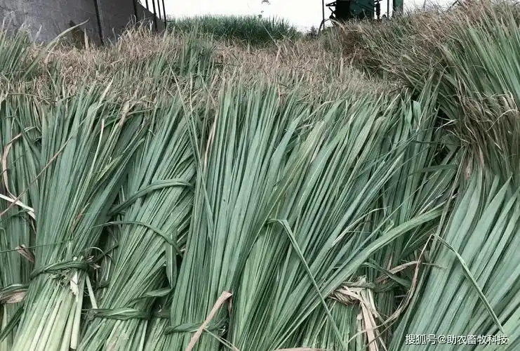 甘蔗尾叶通过新技术青贮后营养丰富,牛羊爱吃还可以大量运用到养猪上