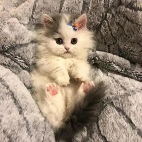 萌系猫咪表情包 卖萌撒娇可爱小猫表情包(2)