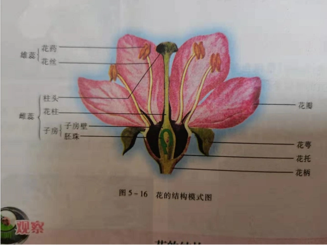 【东康487杨一曼】花的结构模式图 - 美篇