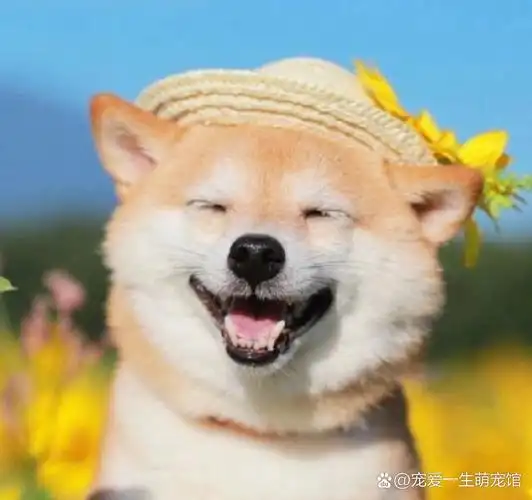 心灵治愈系,今天你笑了吗?