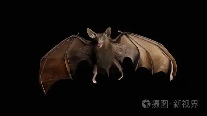 血渴的吸血鬼蝙蝠从黑暗中俯冲.3d 渲染