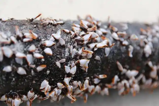 当你走近海边的岩石或者停泊在港口的船只时,如果你有密集恐惧症,可能