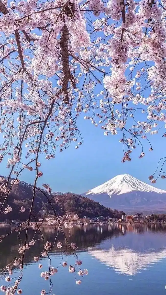 樱花之美,美在盛开时的绚烂,凋零时的浪漫#富士山#高清壁纸  - 抖音