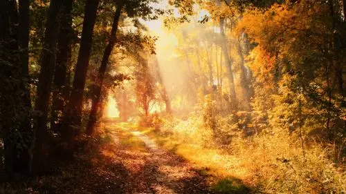 金灿灿的阳光,风景-回车桌面