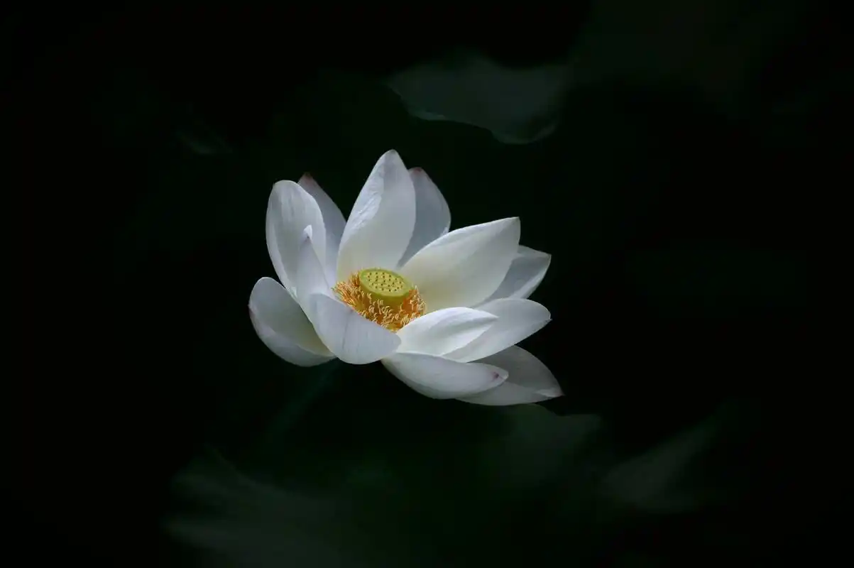 觉知禅修山水清心处禅韵渡人心