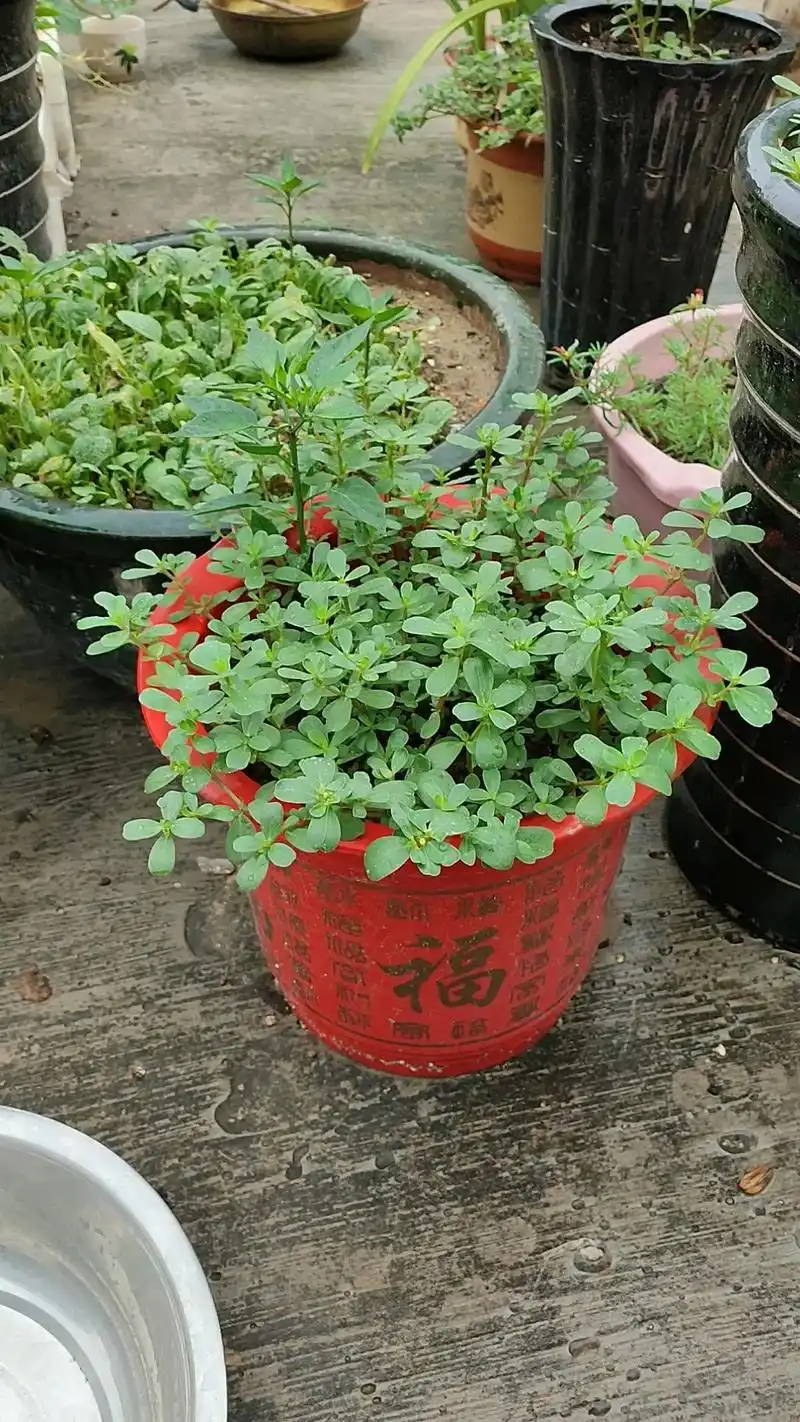 抖音图文来了 库存的夏天做蒸马齿苋(土名:马蜂菜)的图片# - 抖音