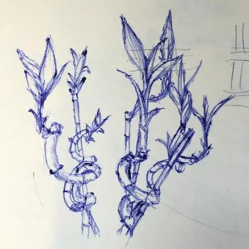 用富贵竹打发无聊的火车时间