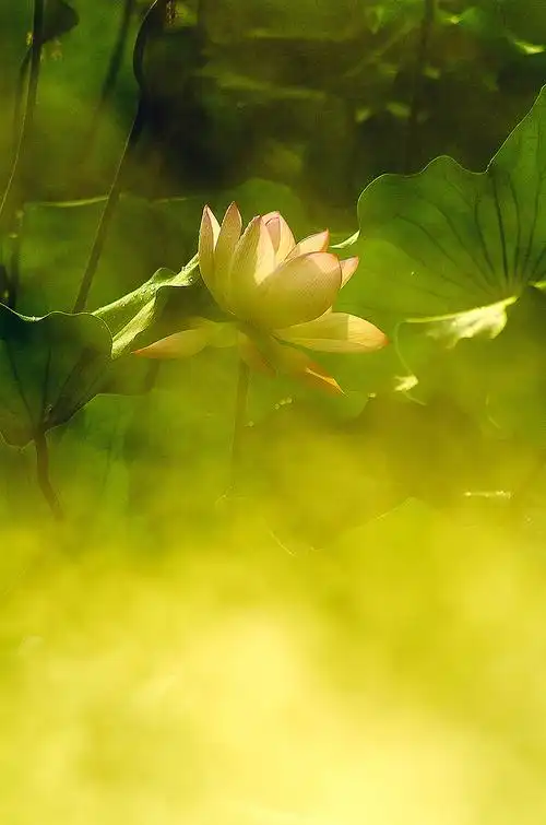 荷花奔放的季节烟雾意境荷花