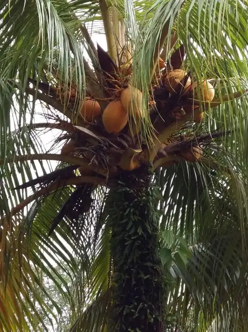 处处可见最好吃的金椰子树,果实累累