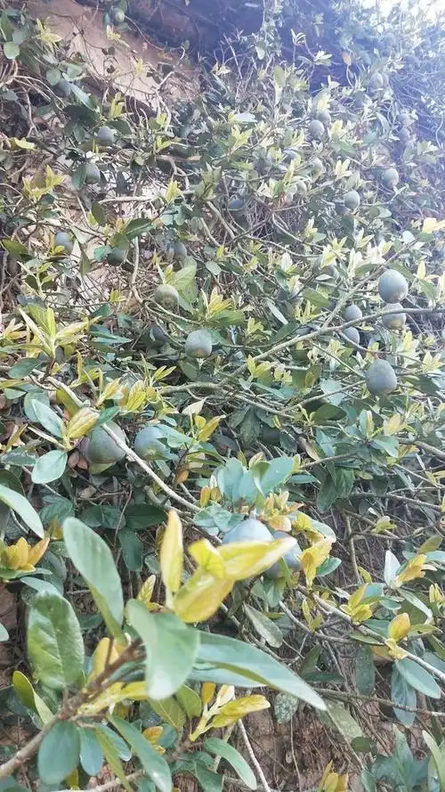 这种果子有个很酷的名字,大家认识吗?