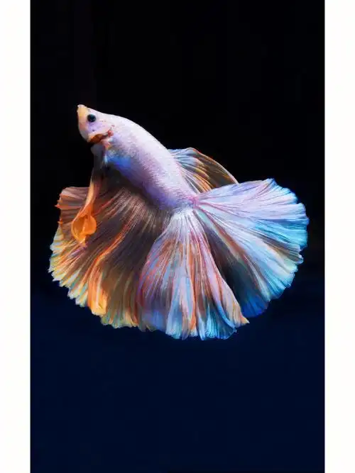 谁是世界上最美的小鱼