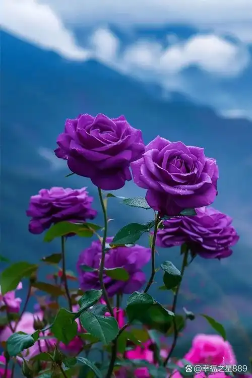 紫色玫瑰花的魅力,真是无法抗拒!